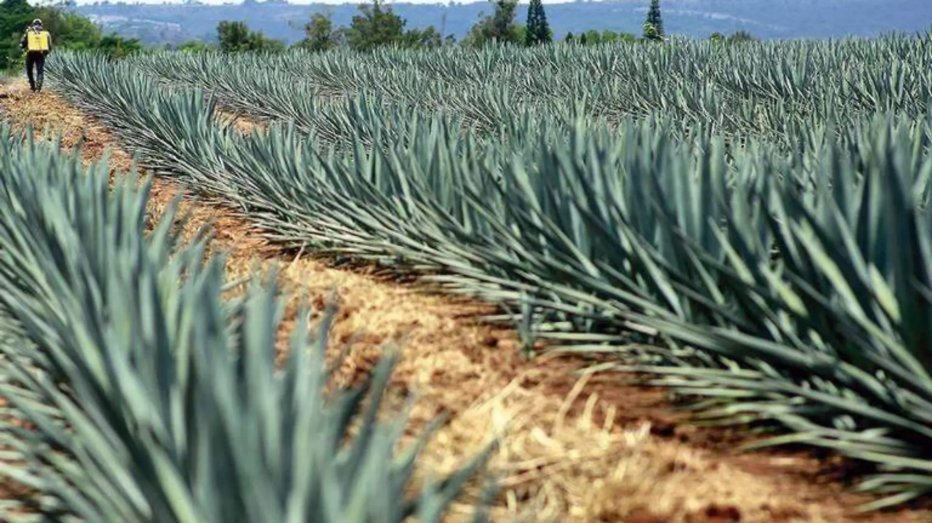 Campo de agave